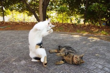 ジョー倒れる