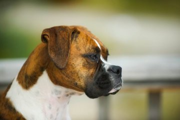 ボクサー犬