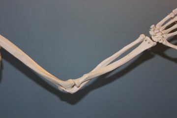肘