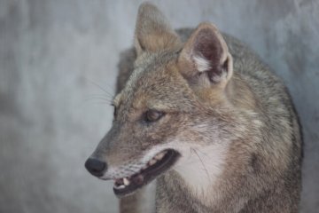 狼
