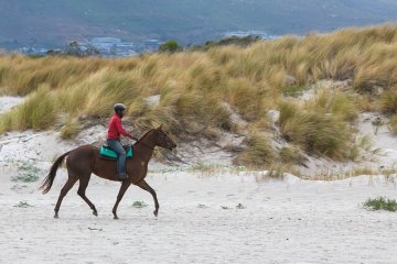 horse