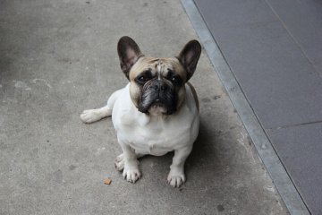 パグ犬_謝罪する丹下段平