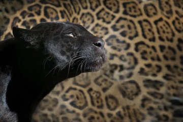 黒豹