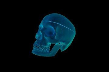 skull